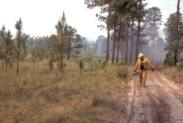 A prescribed burner uses a drip torch to set a fire line